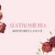 alstromeria