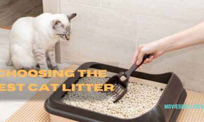 Cat Litter