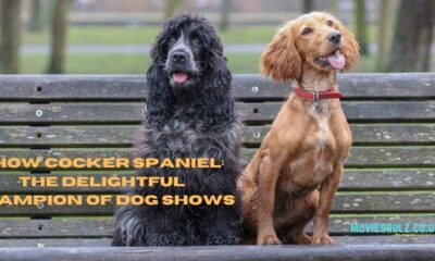 Show Cocker Spaniel