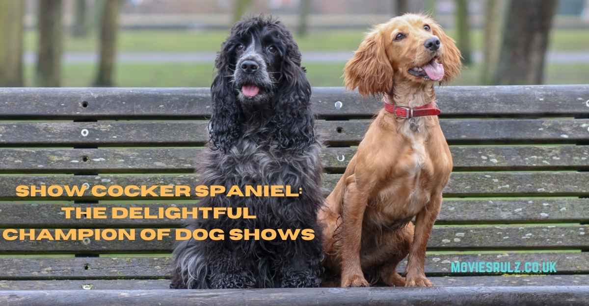 Show Cocker Spaniel